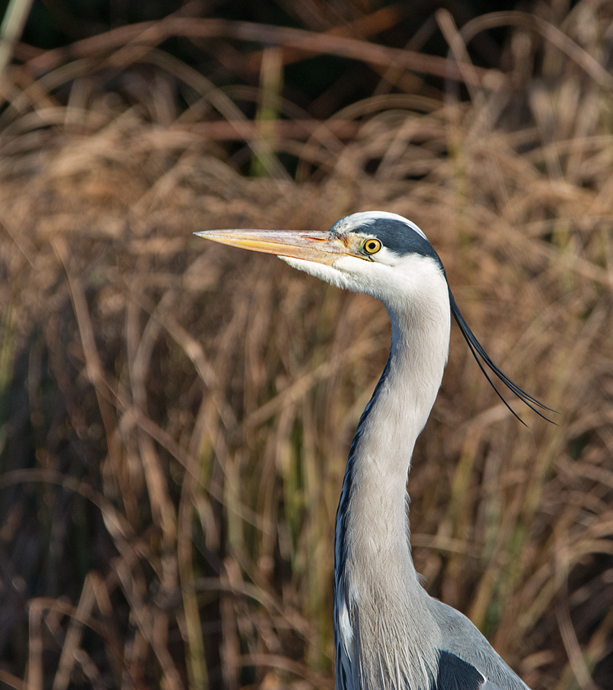 DSC_3593.jpg