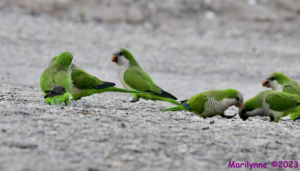 DSC_3593_001.JPG