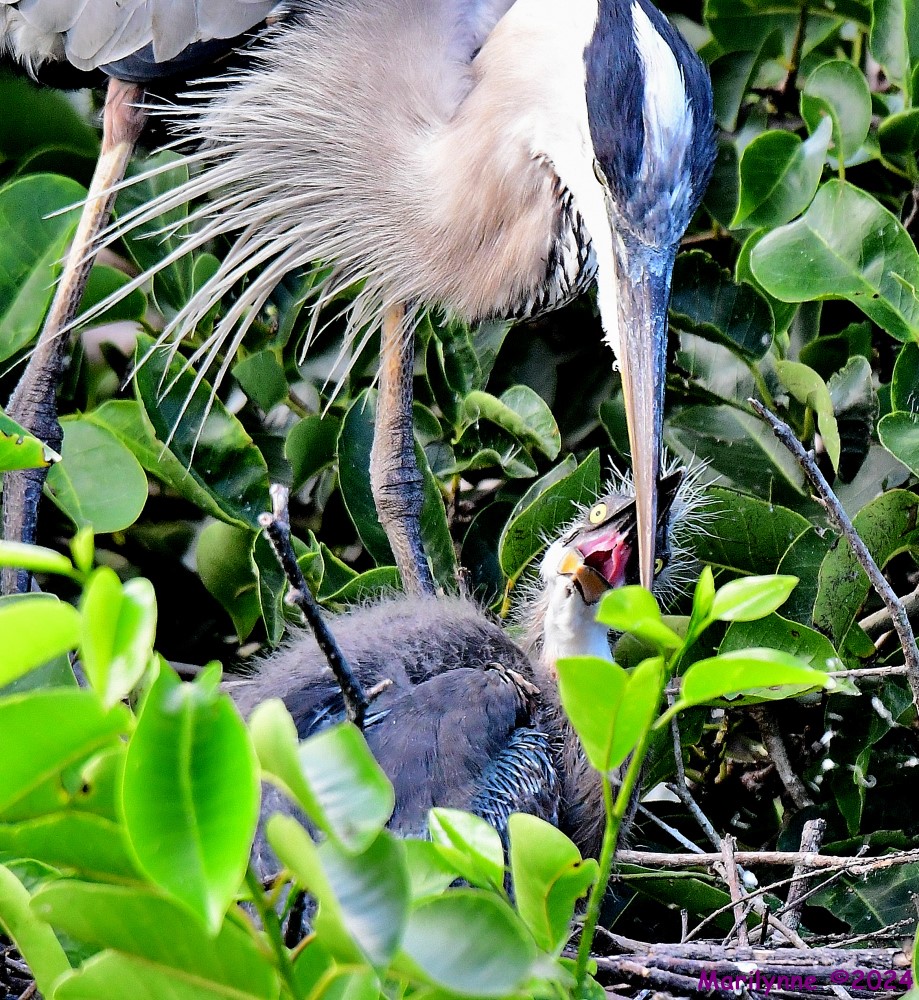 DSC_3593_001.JPG