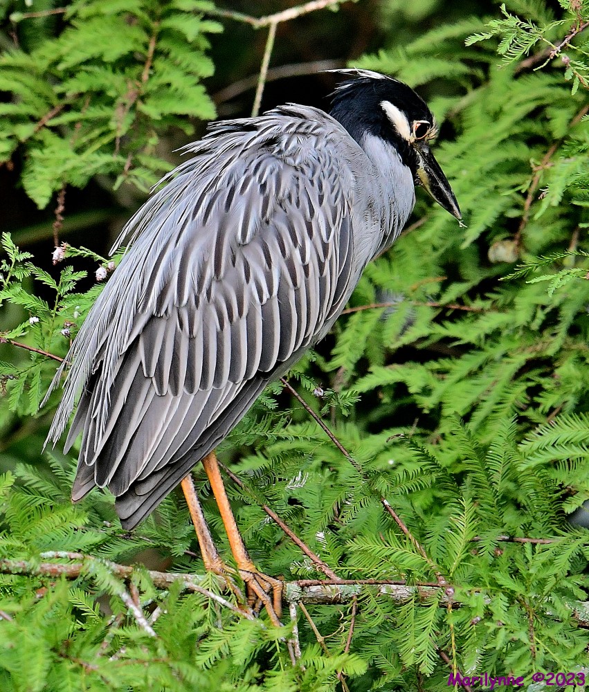 DSC_3595_001.JPG