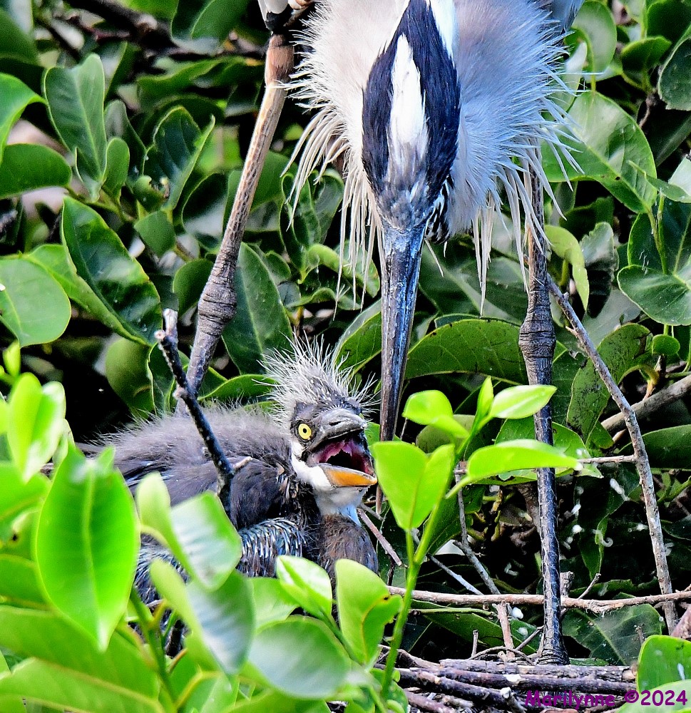 DSC_3595_001.JPG