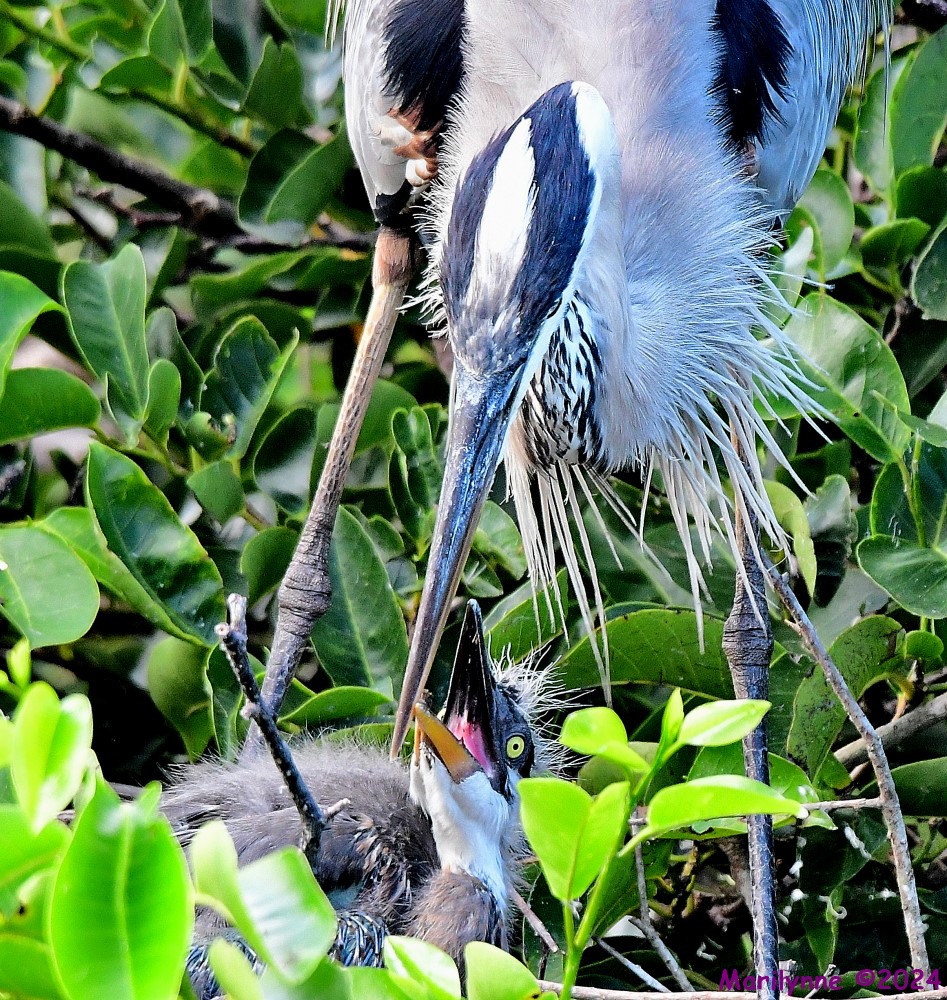 DSC_3597_001.JPG