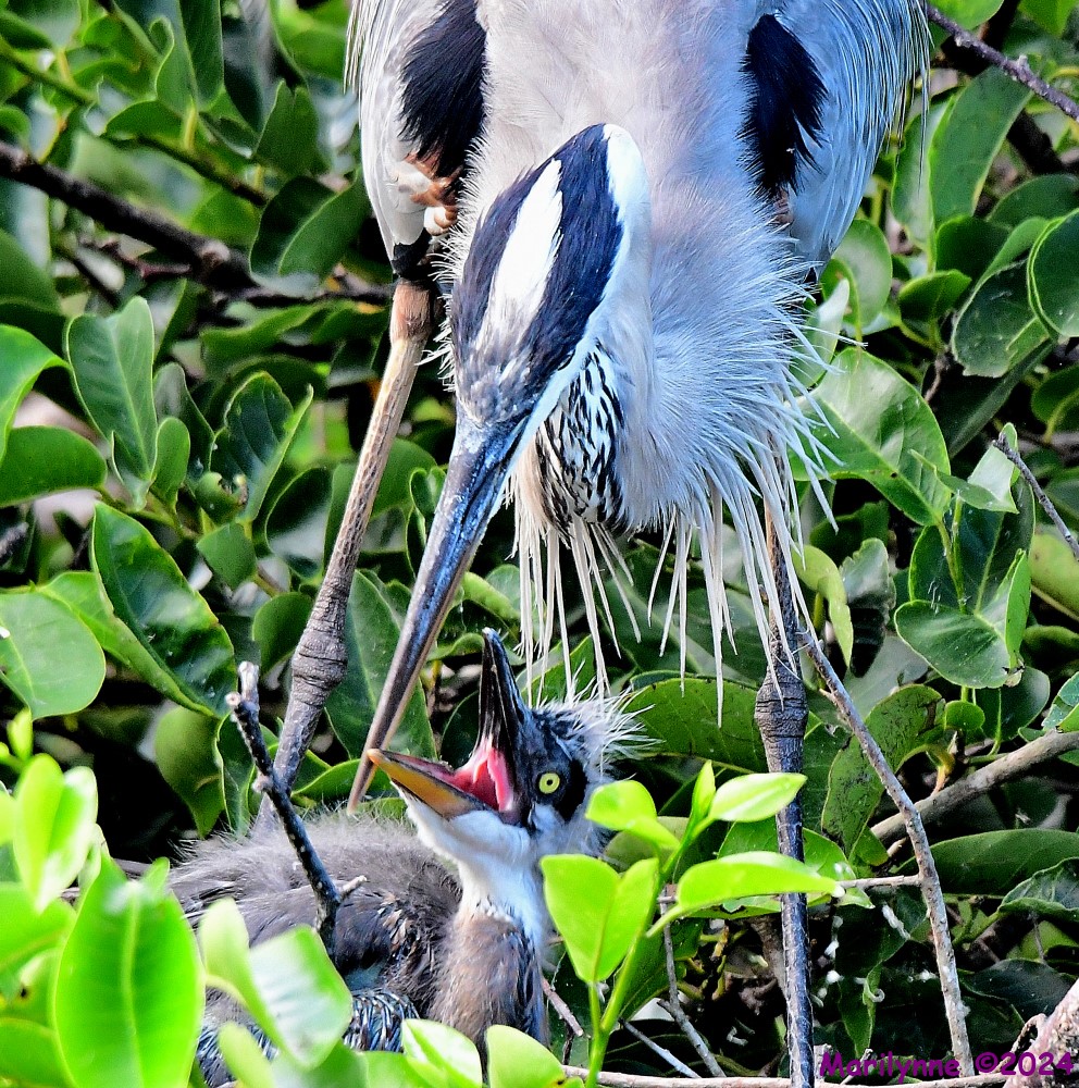 DSC_3598_001.JPG