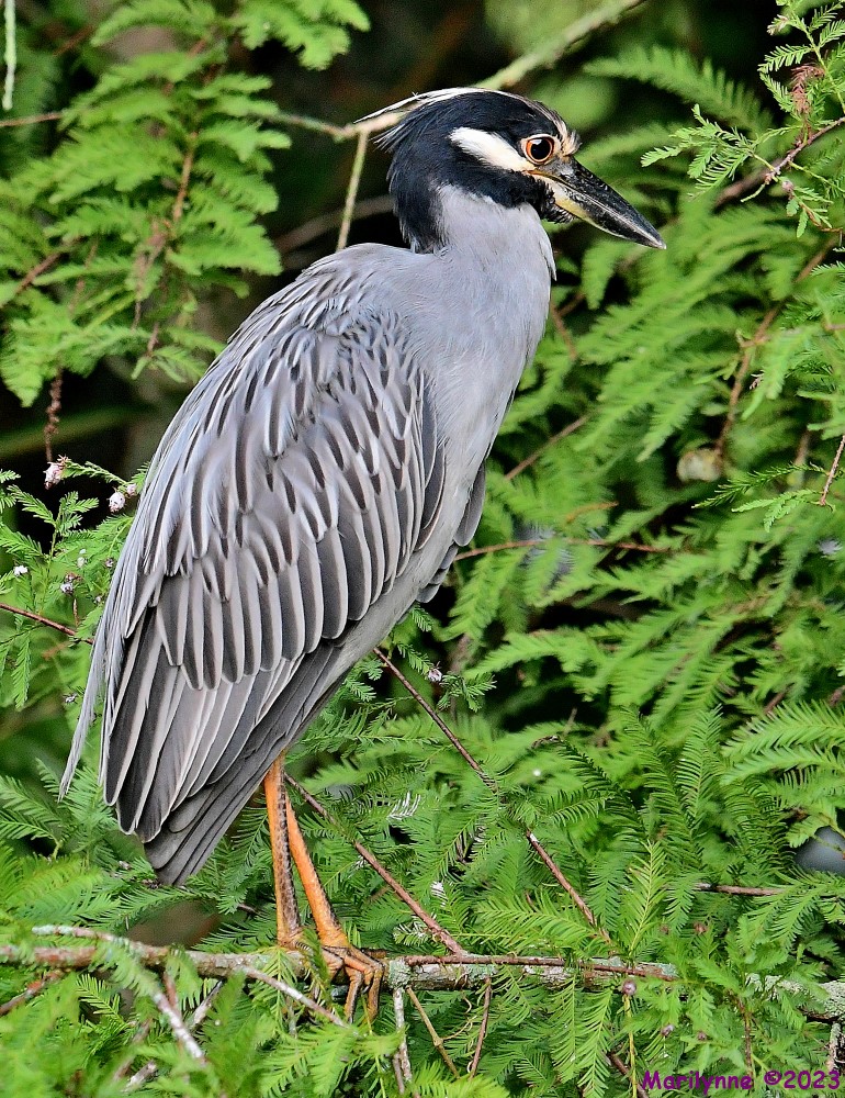 DSC_3600_001.JPG