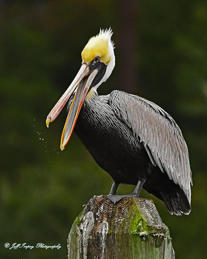 DSC_3601.jpg