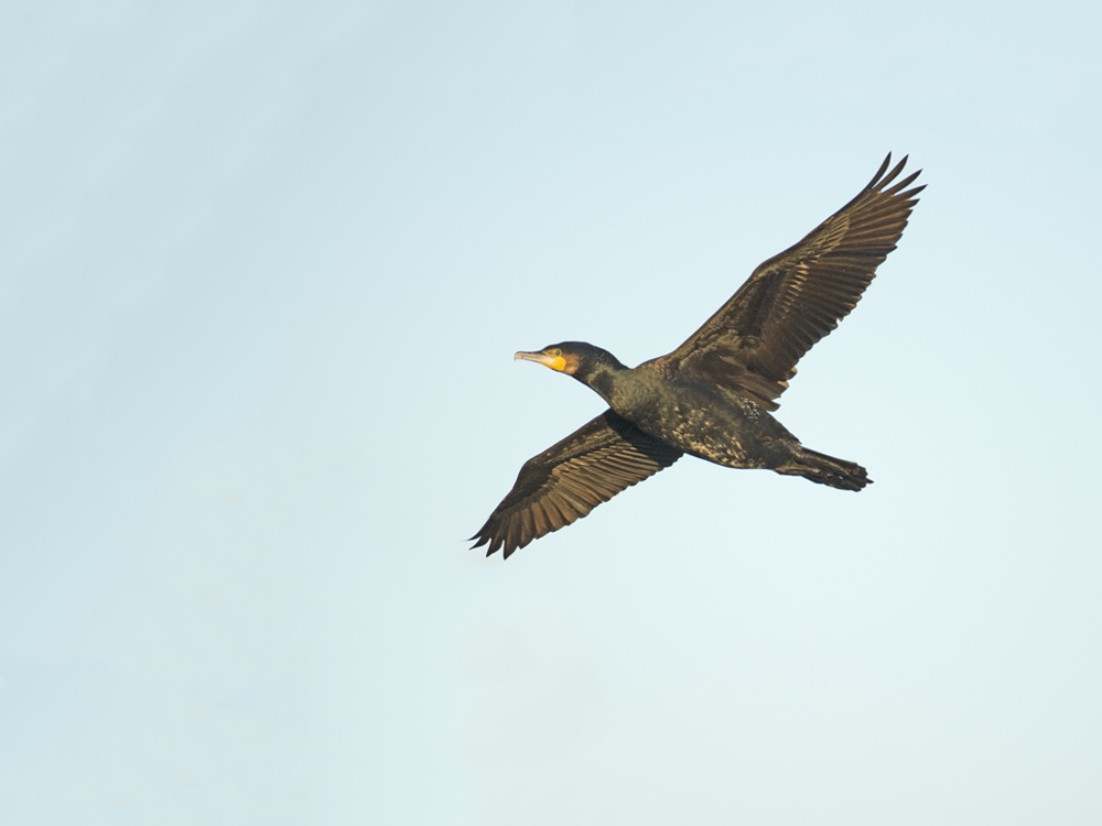 DSC_3602.jpg