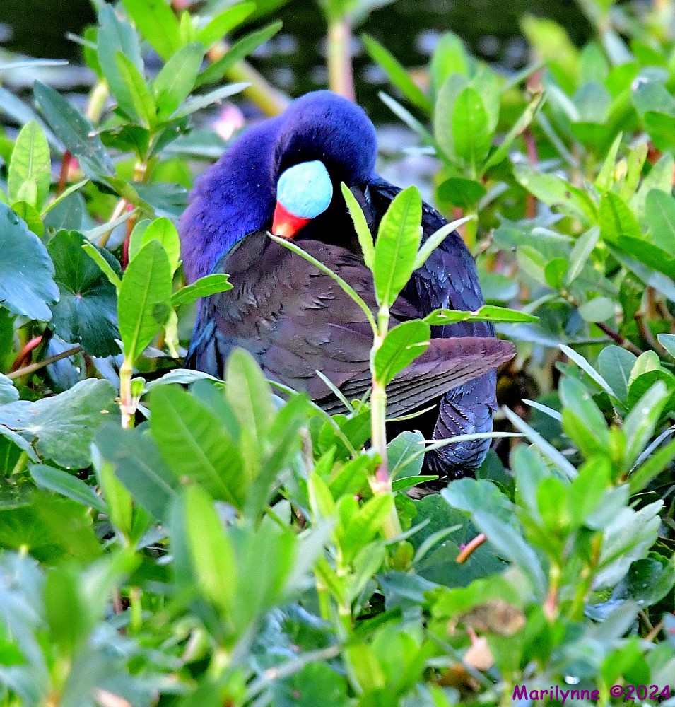 DSC_3602_001.JPG