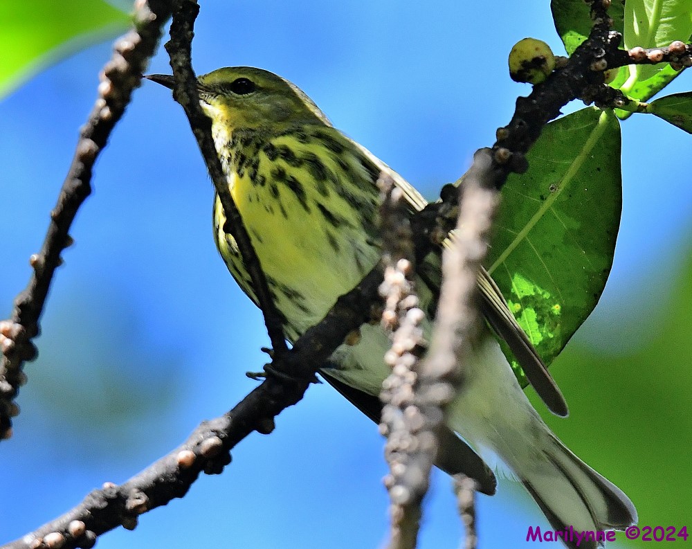 DSC_3603_001.JPG