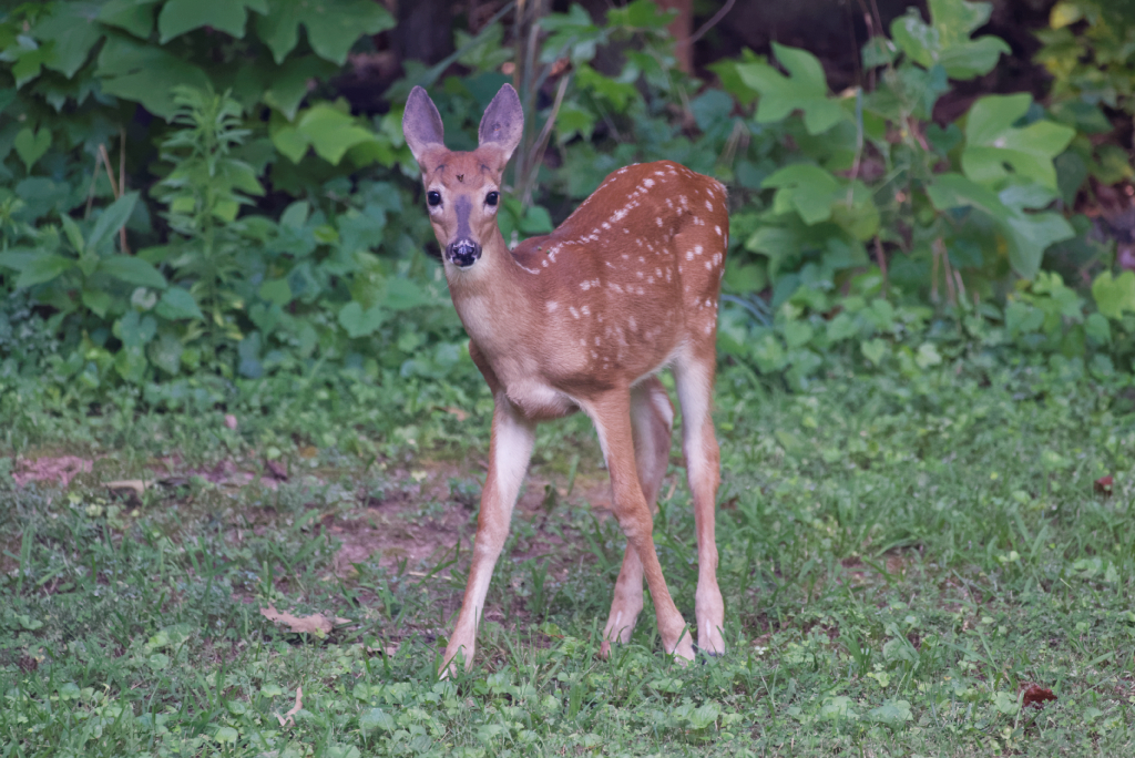 DSC_3603_DxO.jpg