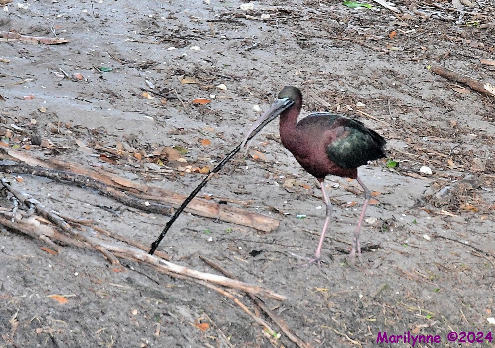 DSC_3604_001.JPG