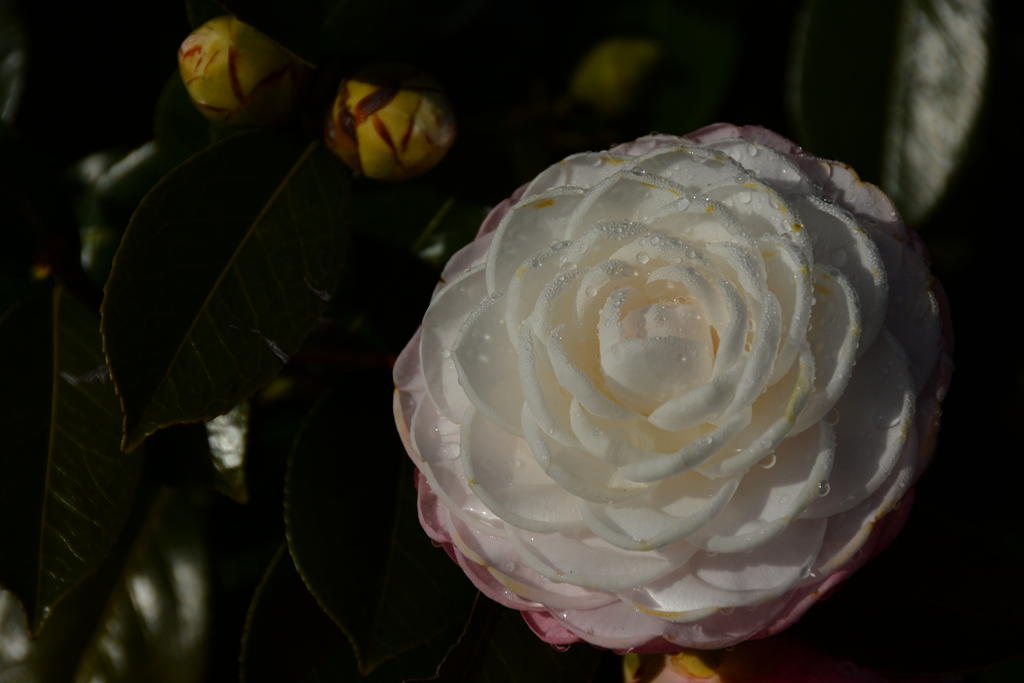 DSC_3605.jpg