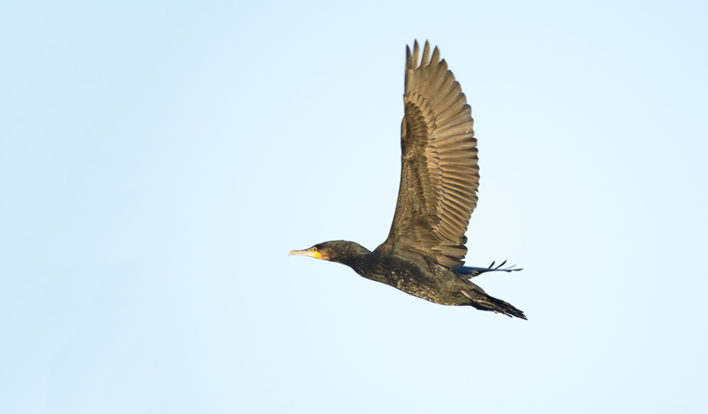 DSC_3605.jpg