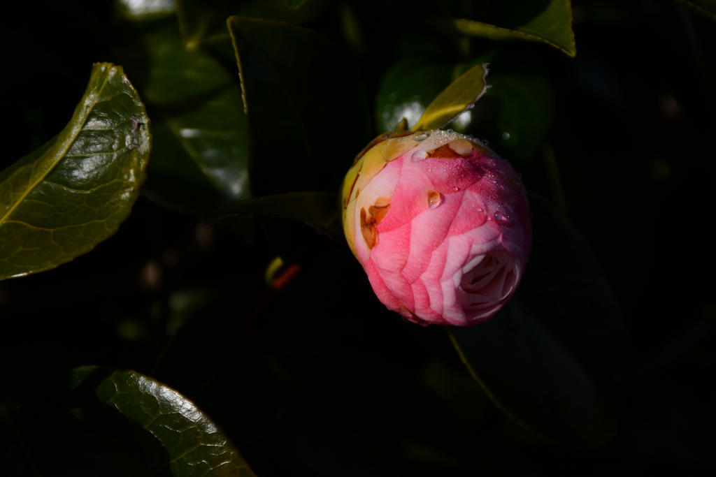 DSC_3606.jpg