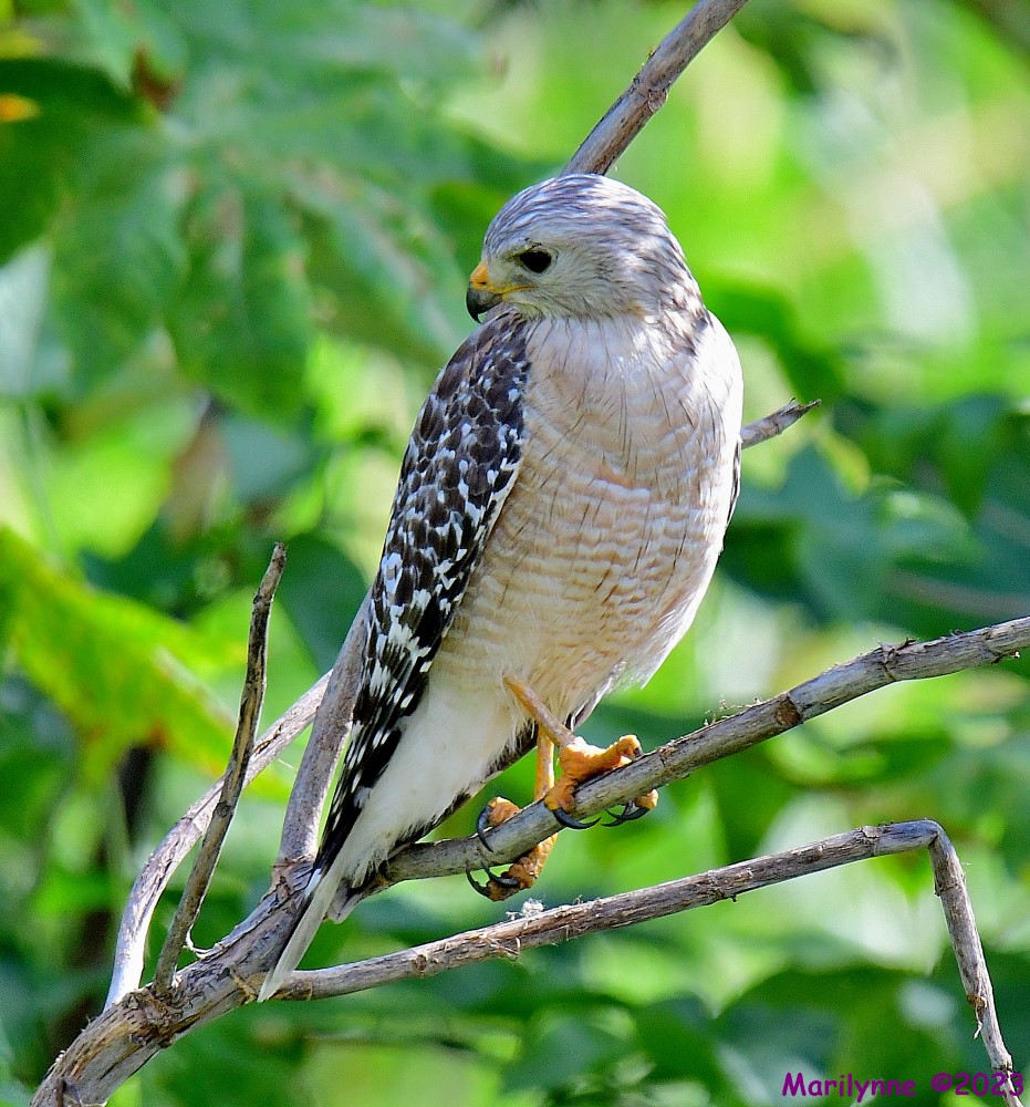 DSC_3606_001.JPG