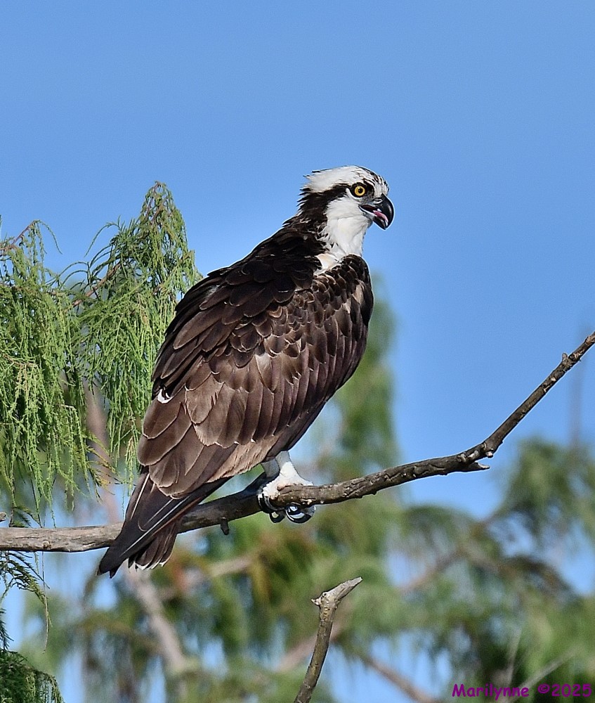 DSC_3606_001.JPG