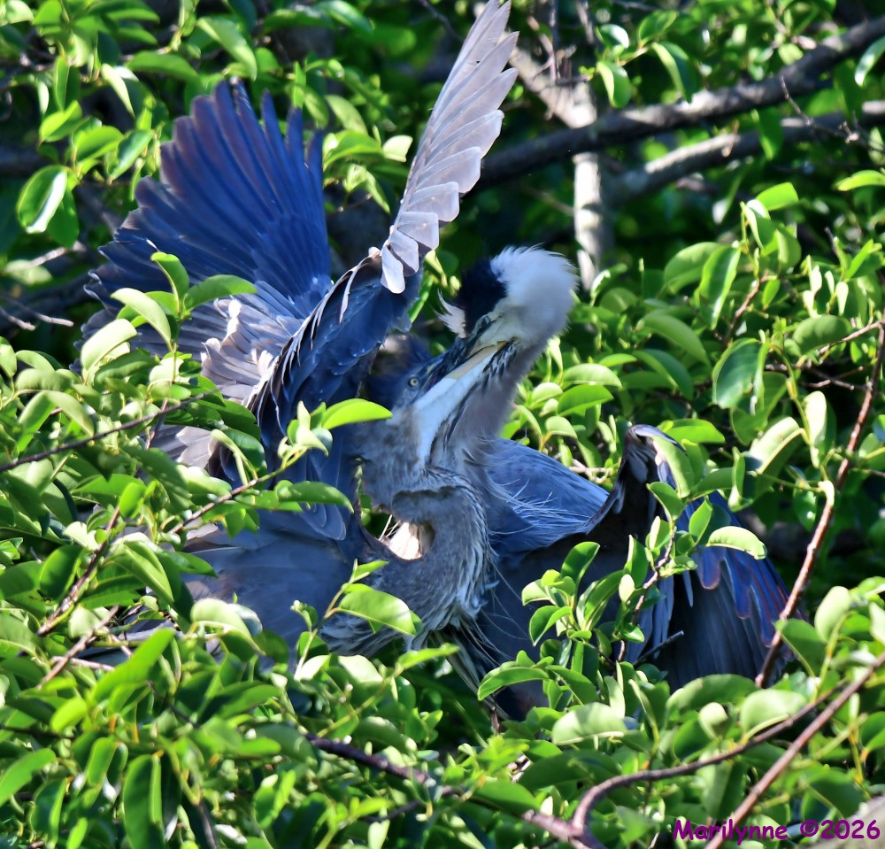 DSC_3607_001.JPG