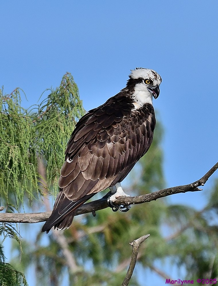 DSC_3608_001.JPG
