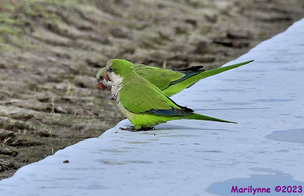 DSC_3609_001.JPG