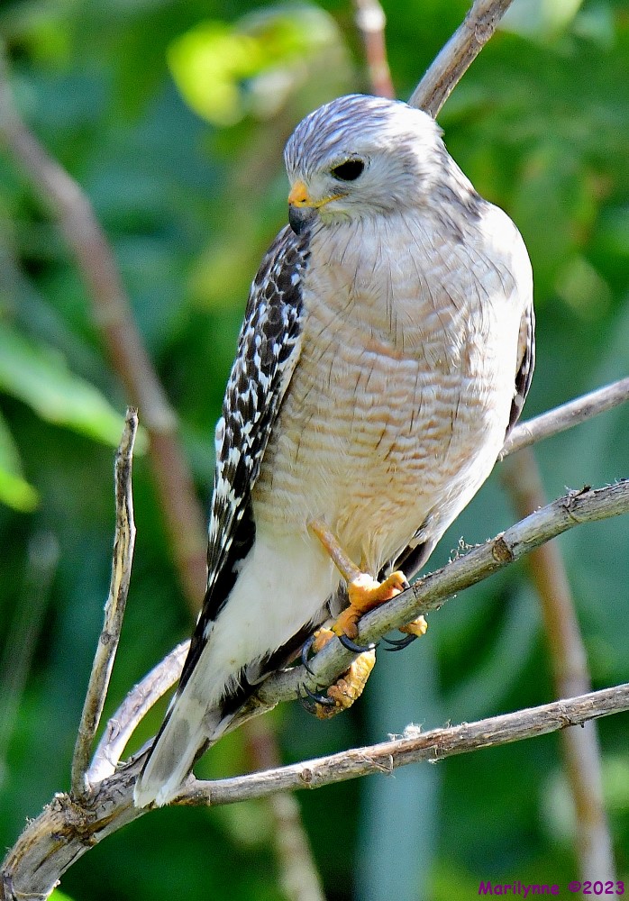 DSC_3610_001.JPG