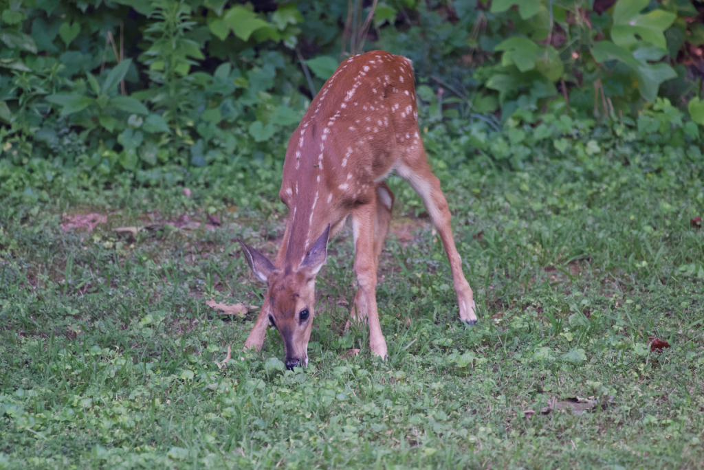DSC_3611_DxO.jpg