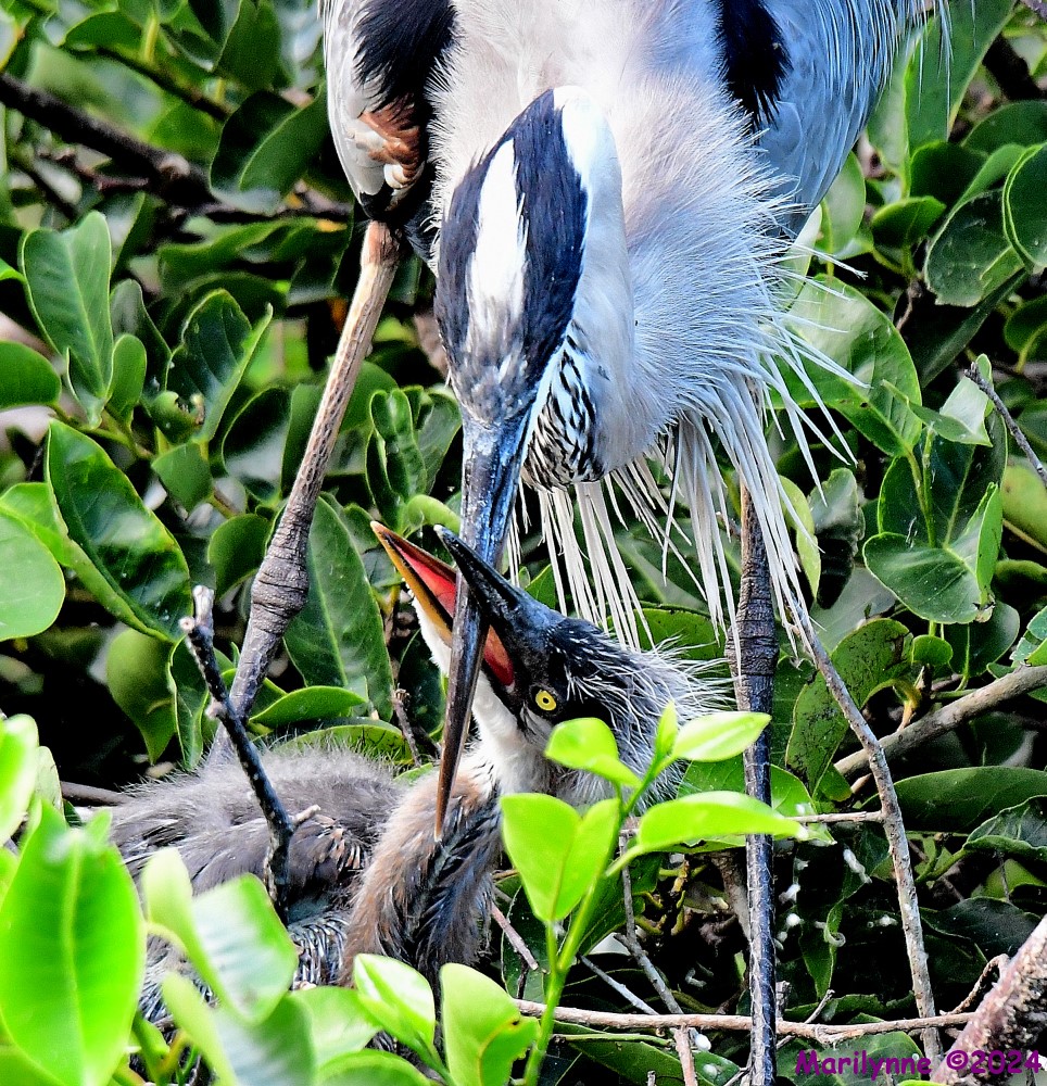 DSC_3613_001.JPG