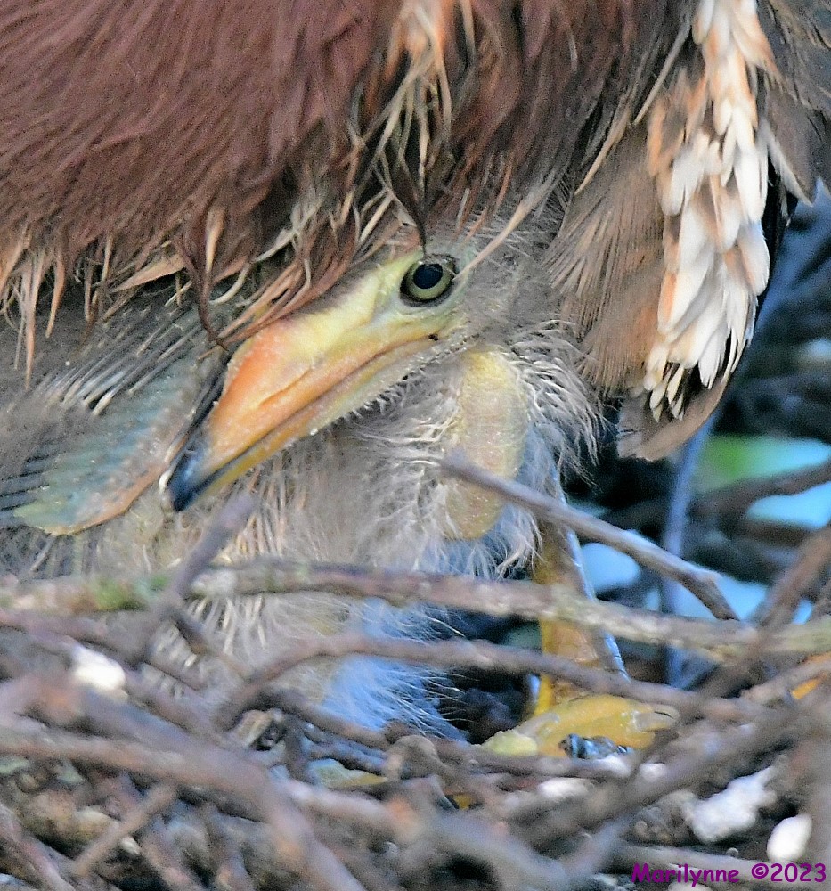 DSC_3616_001.JPG