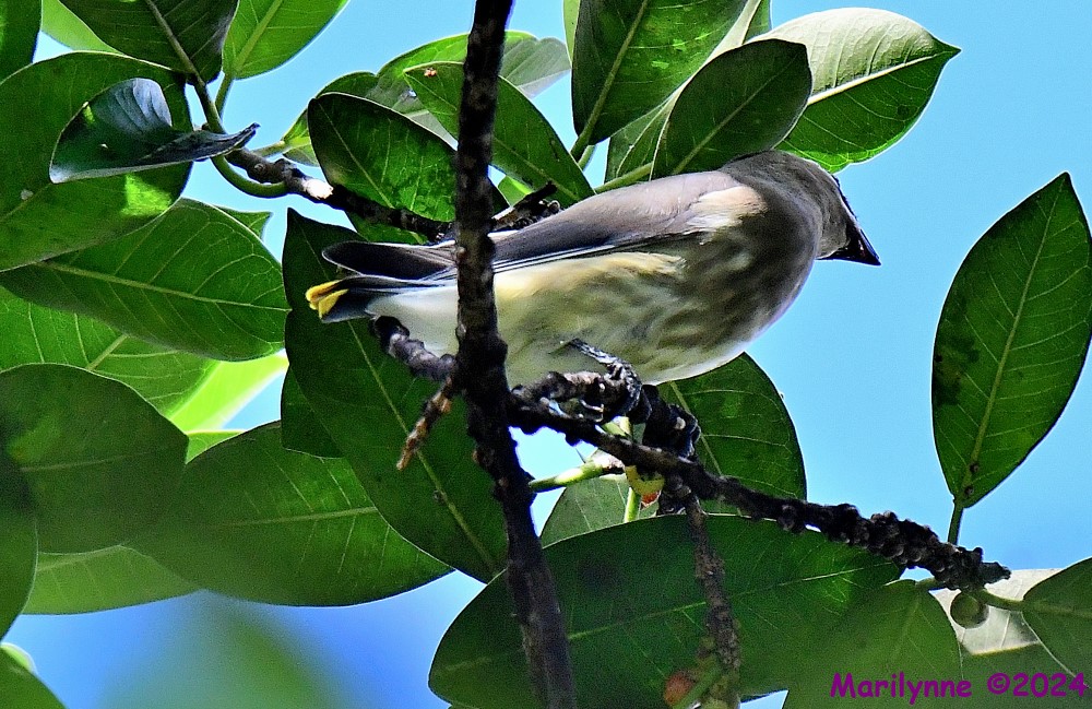 DSC_3616_001.JPG