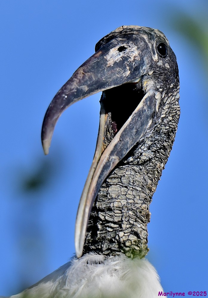 DSC_3618_001.JPG