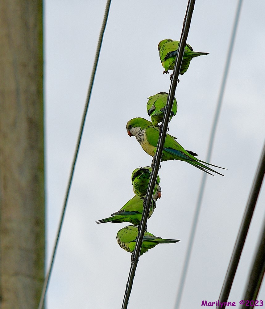 DSC_3619_001.JPG