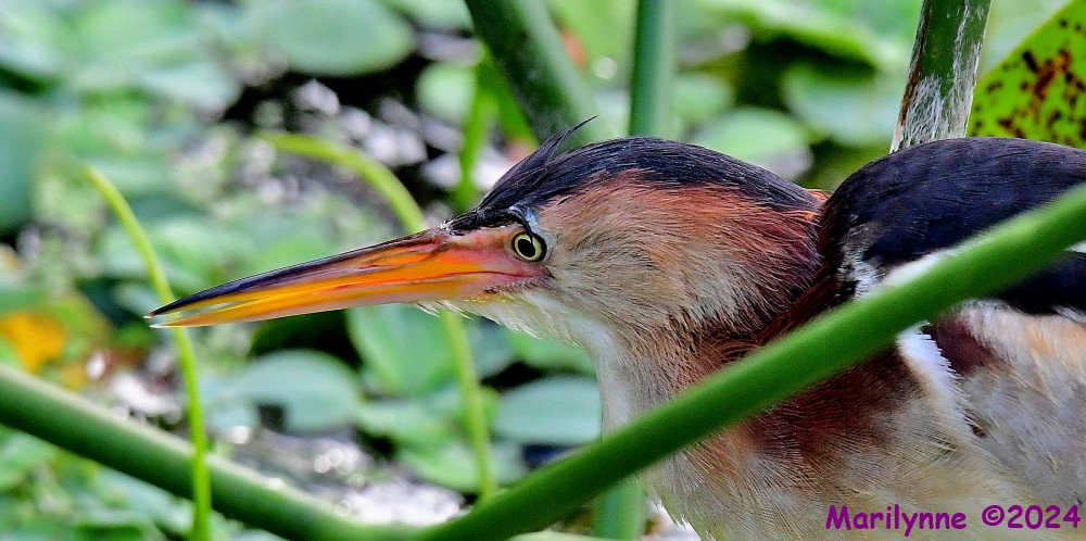 DSC_3619_001.JPG
