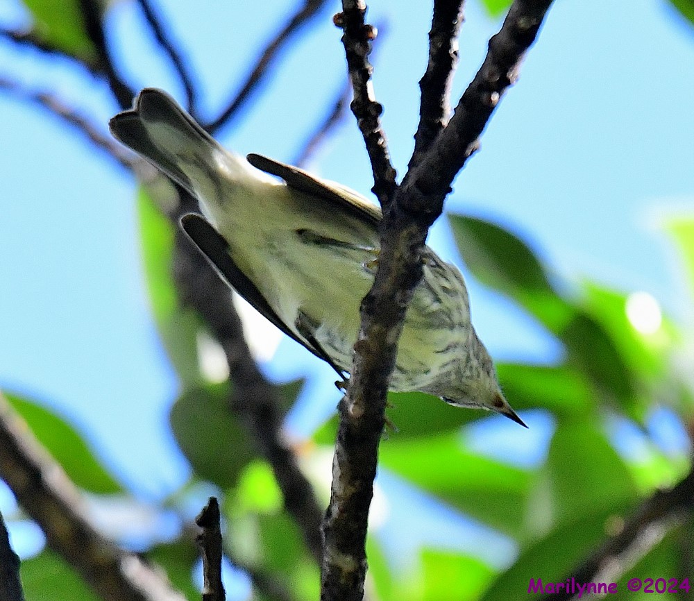 DSC_3619_001.JPG