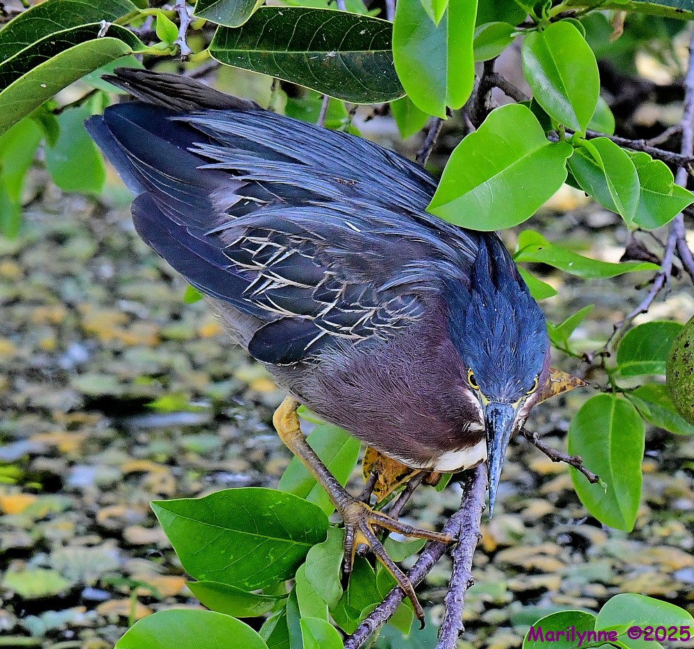 DSC_3619_001.JPG
