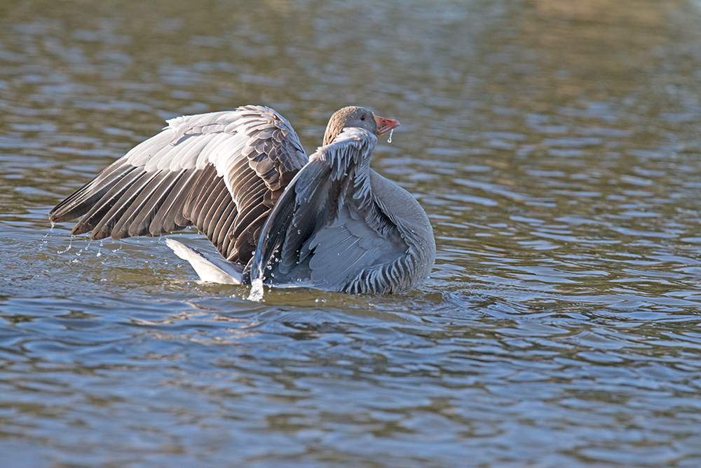 DSC_3622.jpg