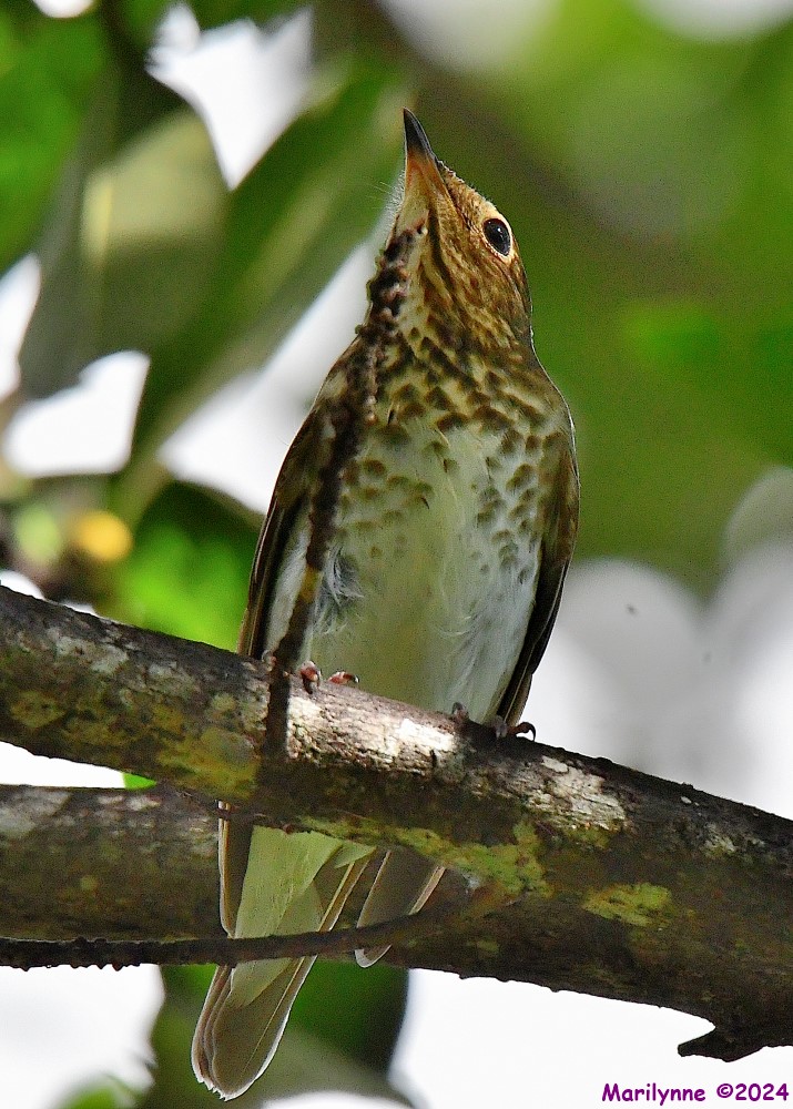 DSC_3622_001.JPG