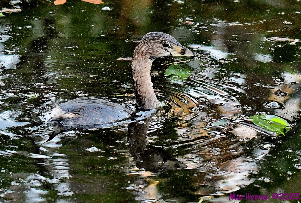 DSC_3622_001.JPG