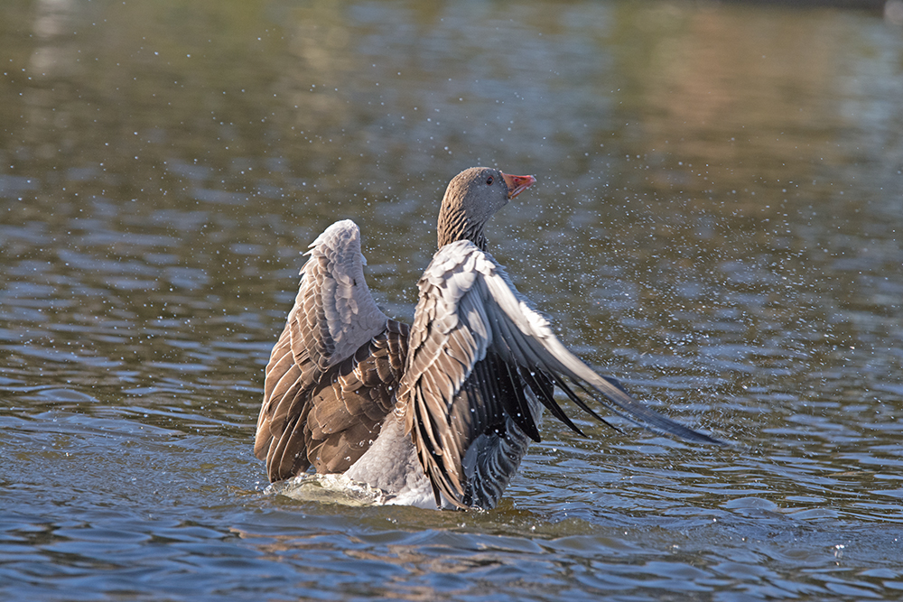 DSC_3623.jpg