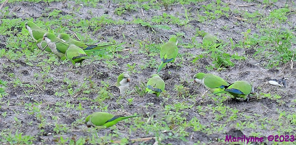 DSC_3623_001.JPG