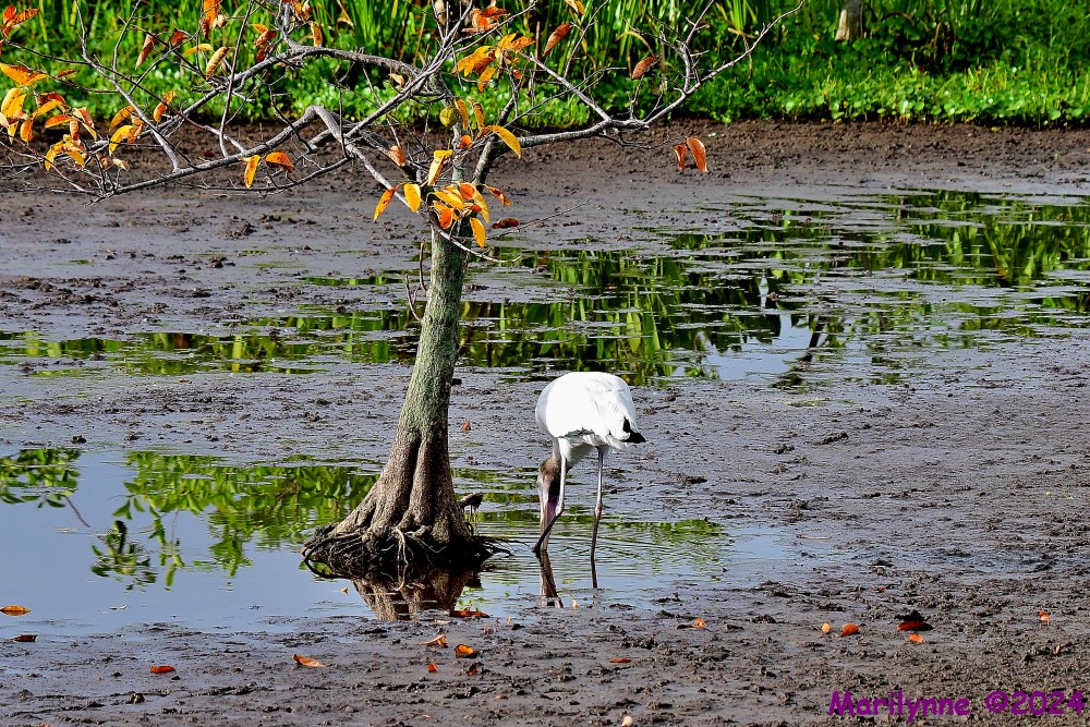 DSC_3623_001.JPG