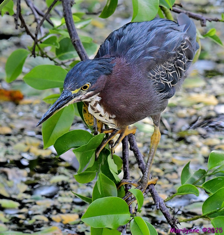 DSC_3623_001.JPG