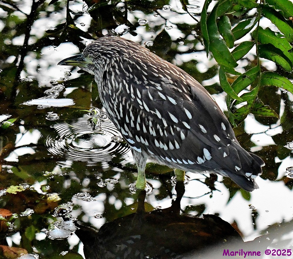 DSC_3626_001.JPG