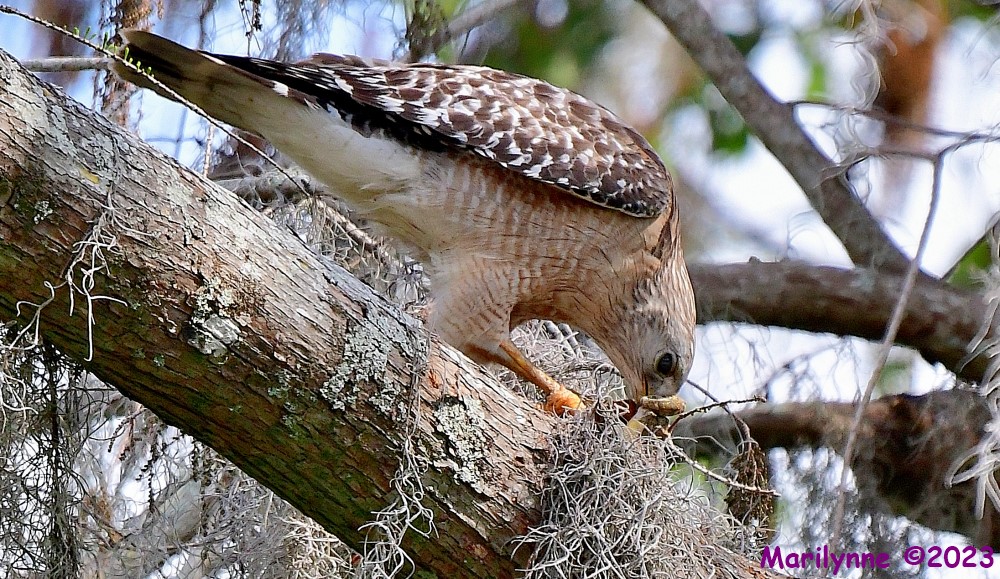 DSC_3628_001.JPG