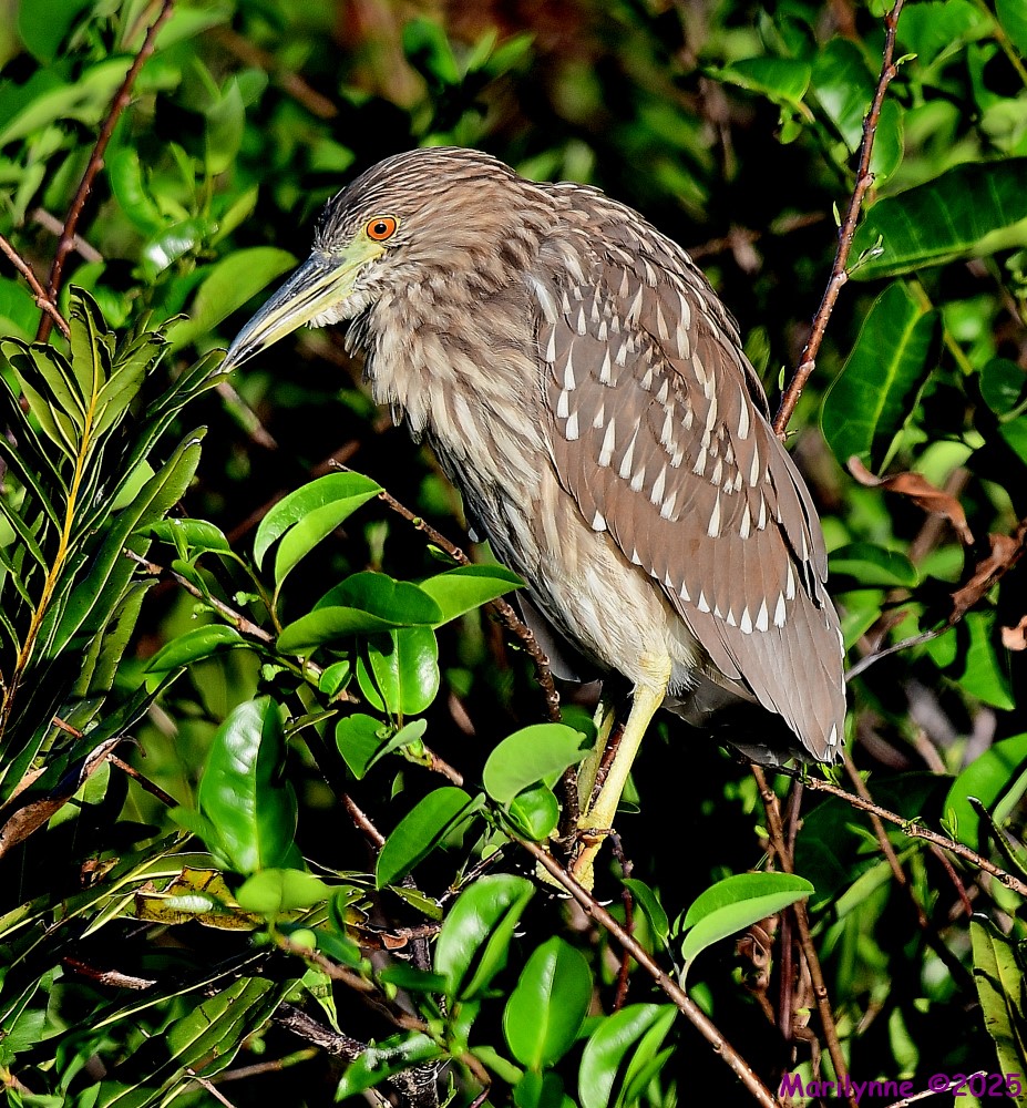 DSC_3628_001.JPG