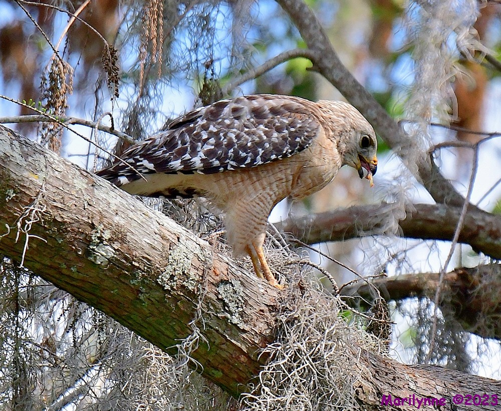 DSC_3629_001.JPG