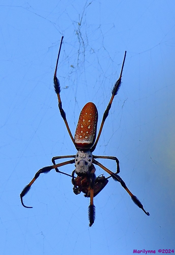 DSC_3629_001.JPG