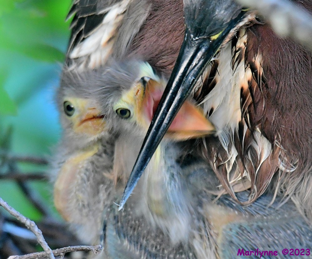 DSC_3630_001.JPG
