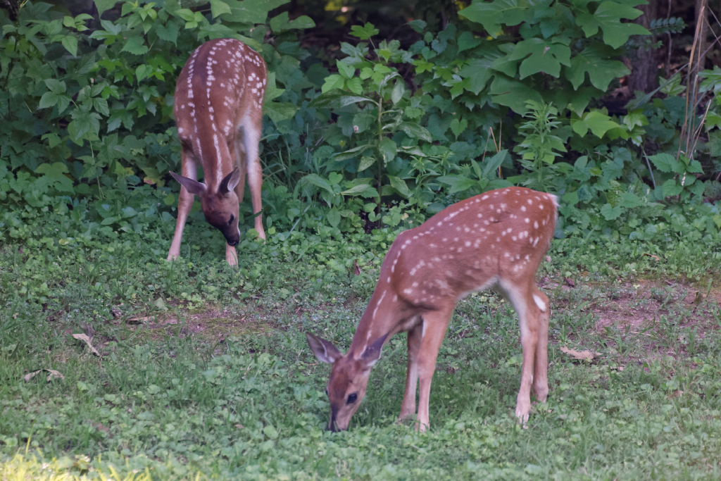 DSC_3630_DxO.jpg