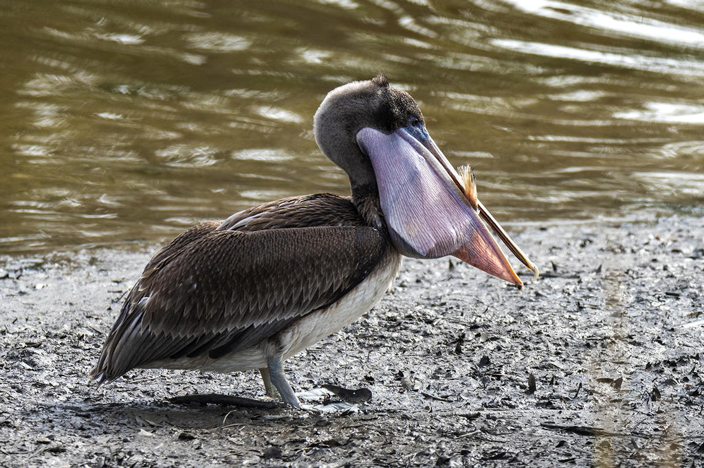 DSC_3631.jpg