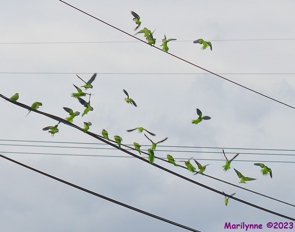 DSC_3631_001.JPG