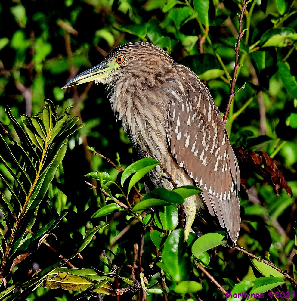 DSC_3631_001.JPG