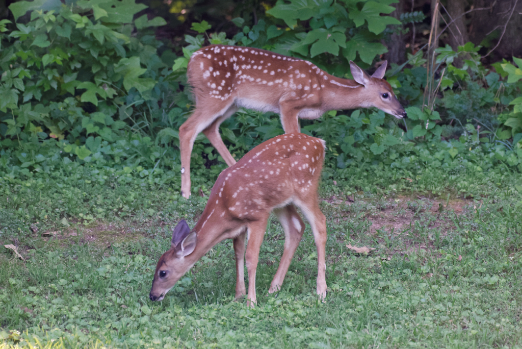 DSC_3631_DxO.jpg